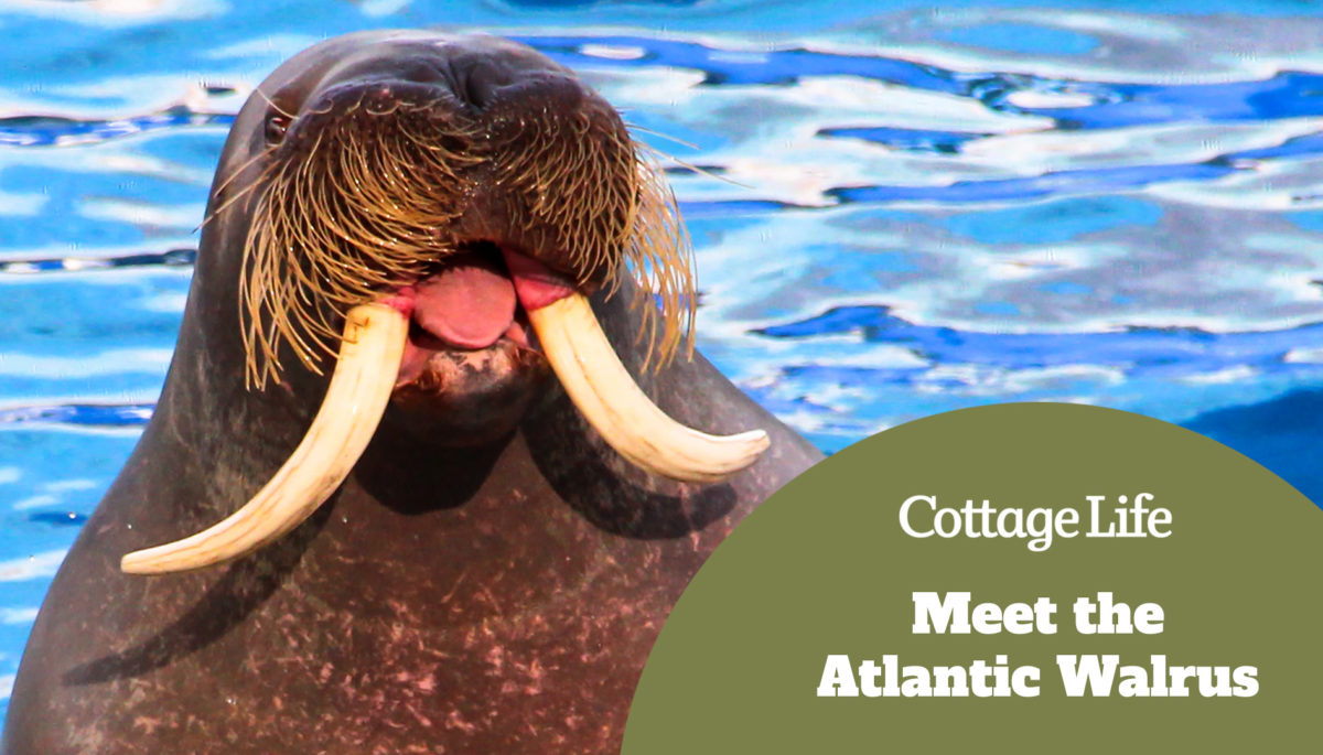 The walrus shows its tongue. Walrus show.