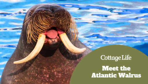 The walrus shows its tongue. Walrus show.