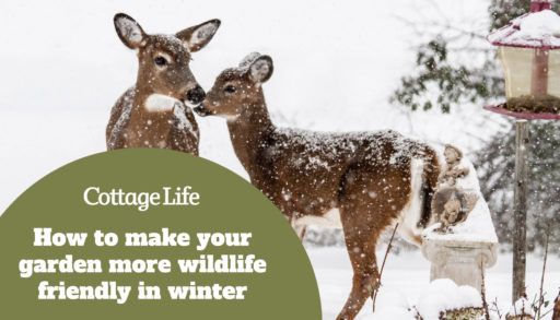 A beautiful White tailed Deer – Doe and her fawn visits the backyard today