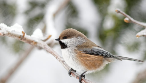 A boreal chickadee perched on a branch in winter