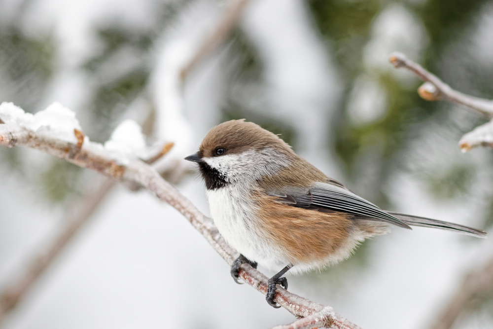 A boreal chickadee perched on a branch in winter