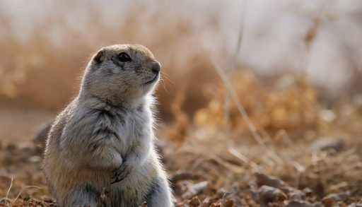 A Richardson's ground squirrel sitting on the ground
