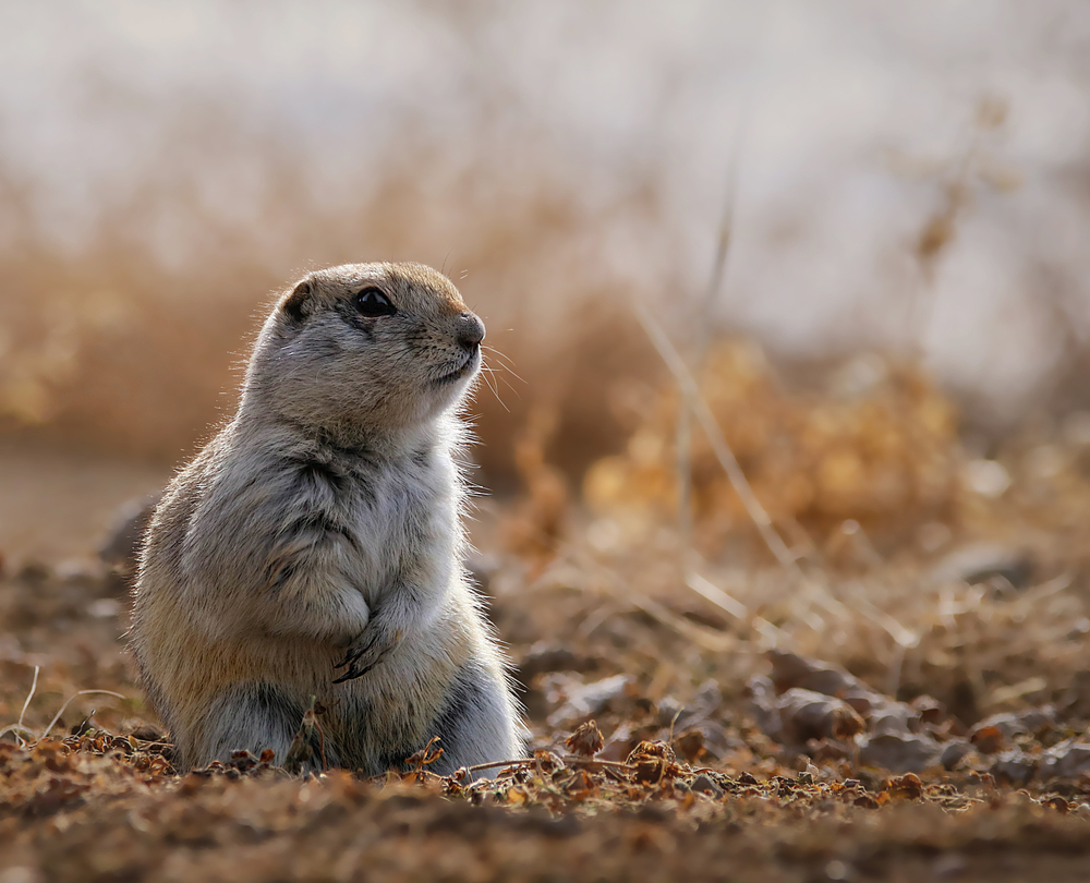 A Richardson's ground squirrel sitting on the ground