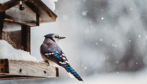 blue jay at a bird feeder in winter