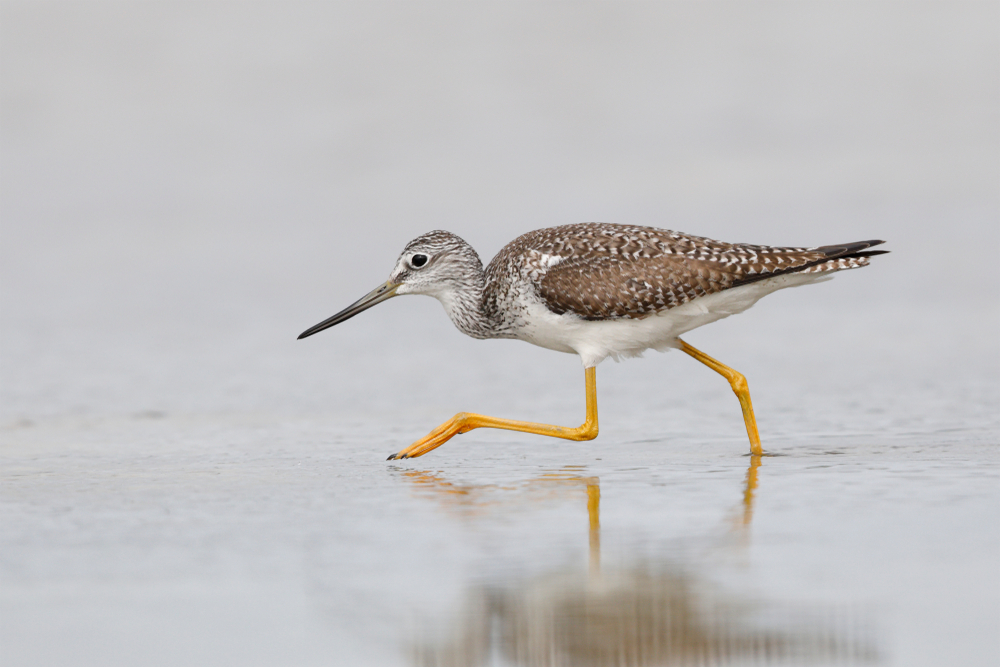 A greater yellowlegs running through the water