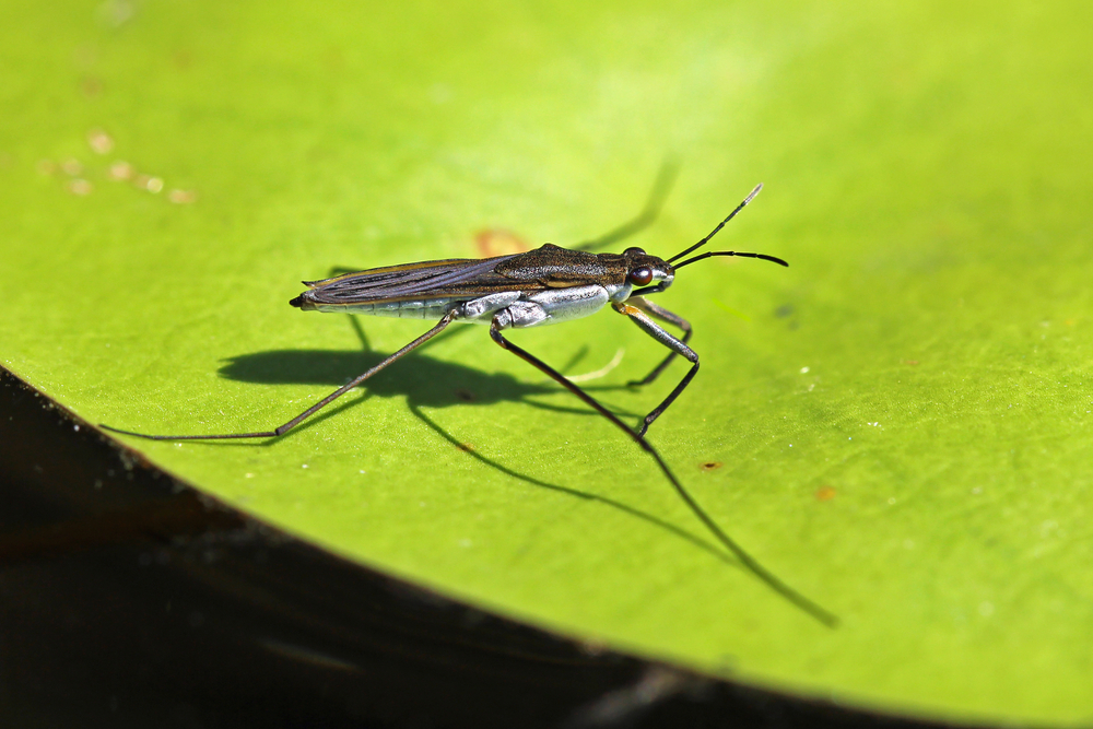 An Ontario water strider perched on a lilypad