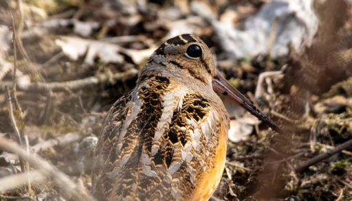 An American woodcock camouflaged against leaf litter