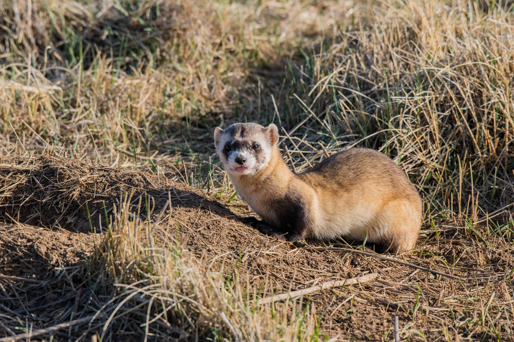 A black-footed ferret crouched in prairie grass