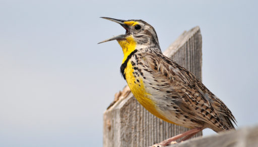 A Western meadowlark perched on a fence post and singing