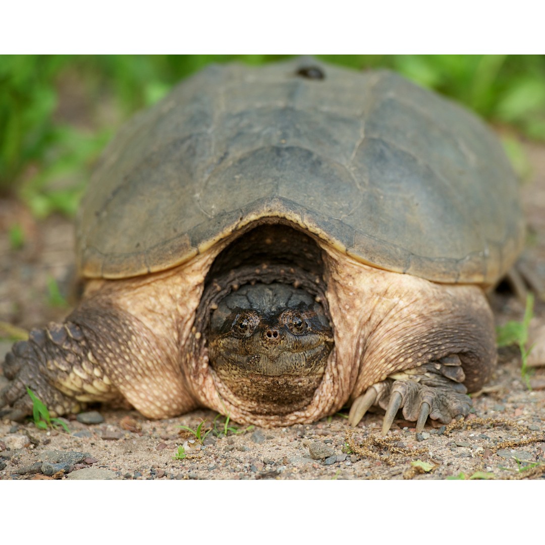 Turtle moving on ground
