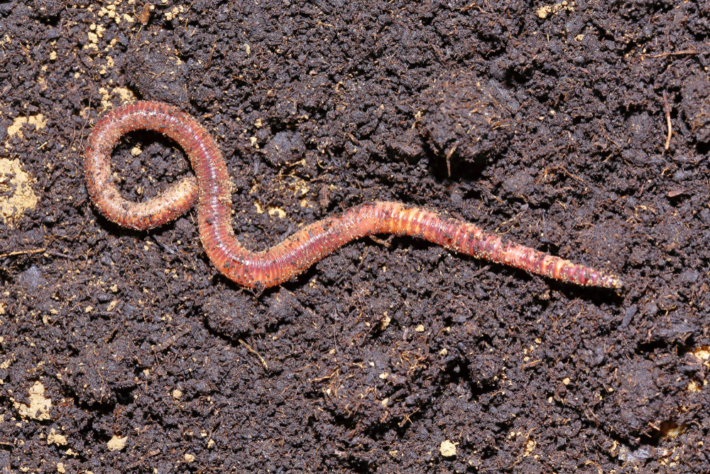 earthworm in the dirt, Earthworm,Dendrobena