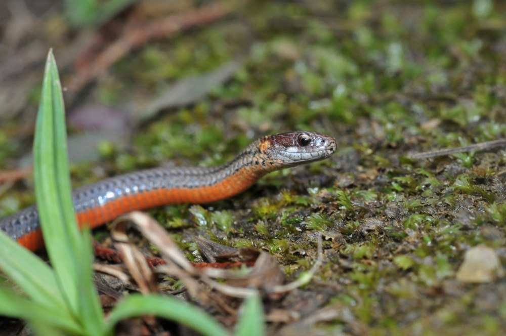 A macro portrait of a red-bellied snake against a background of forest floor litter