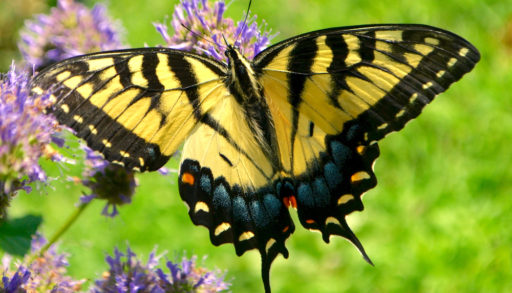 An eastern swallowtail butterfly feeding on a flower