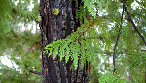 Closeup of a branch and trunk of a cedar tree