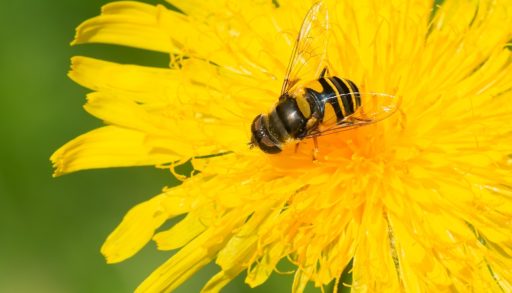 A flower fly collecting nectar from a yellow flower