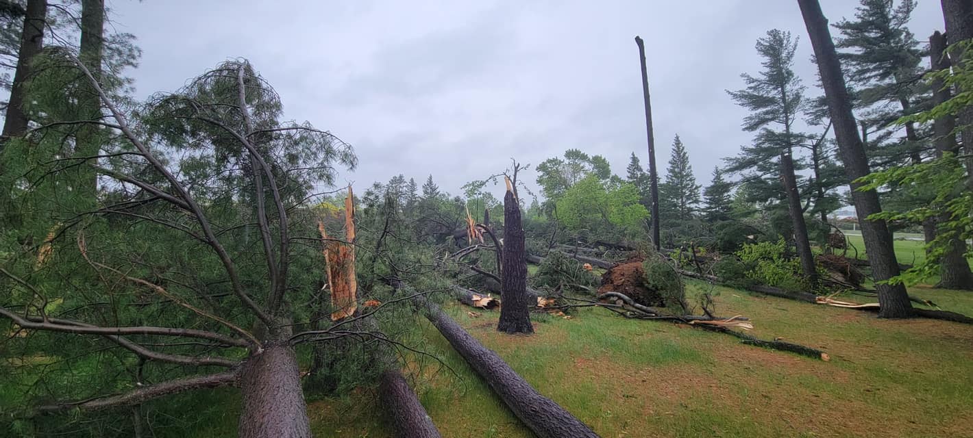 Damaged trees in a forest. Trees are broken in half from strong winds.