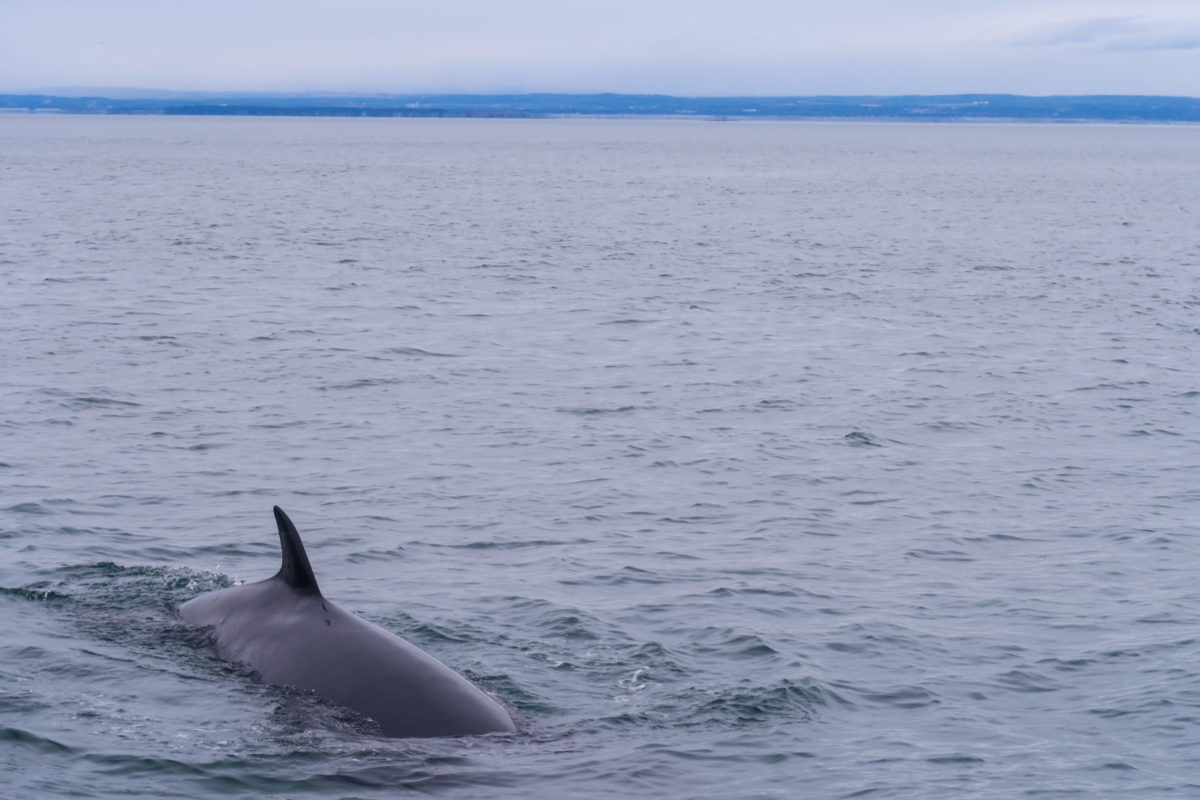 Back of a minke whale showing just above the surface of a calm lake.
