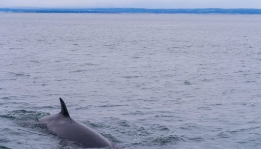 Back of a minke whale showing just above the surface of a calm lake.