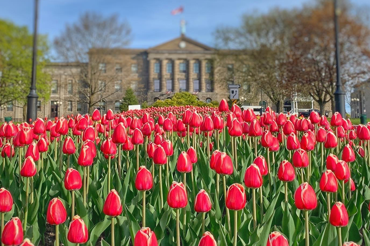 Red tulips blooming in front of Brockville's court house, tulip festival