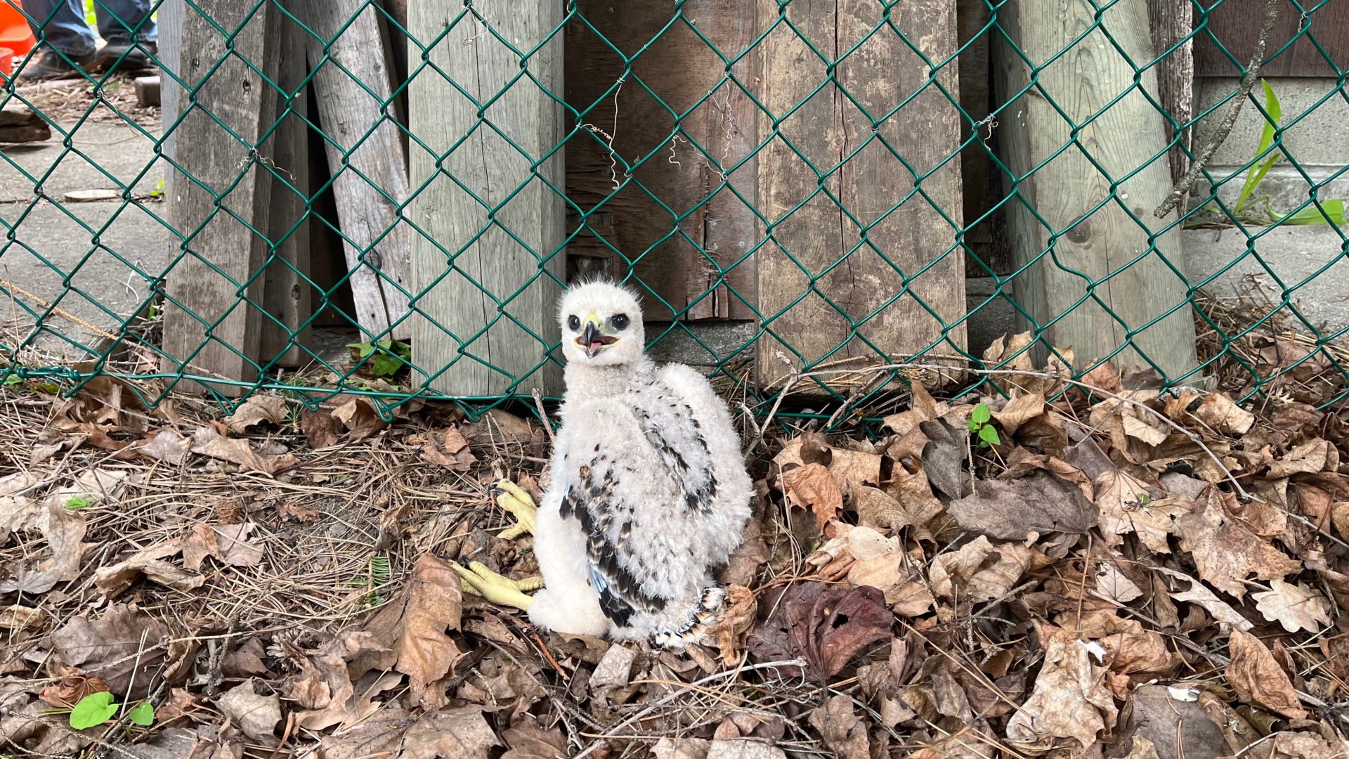 Baby hawk sitting on leaves in a backyard.