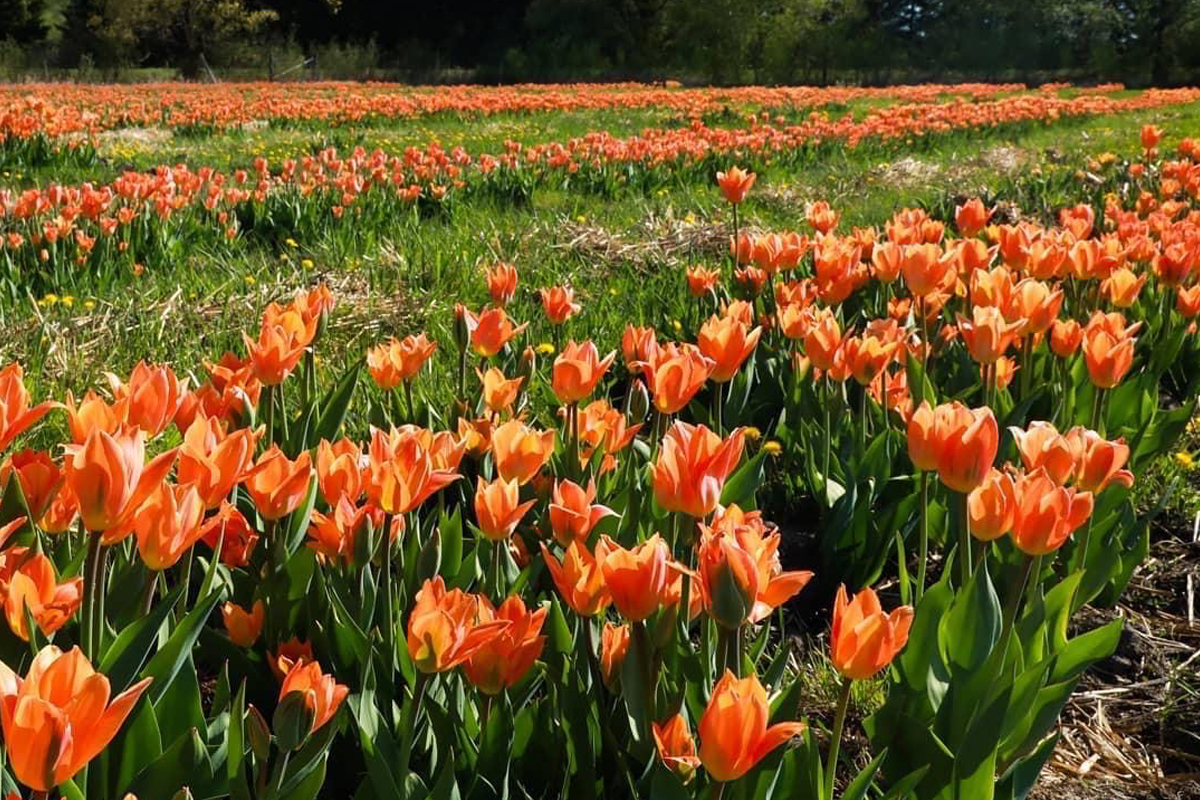 yellow and red tulips blooming in a field for the tulip festival