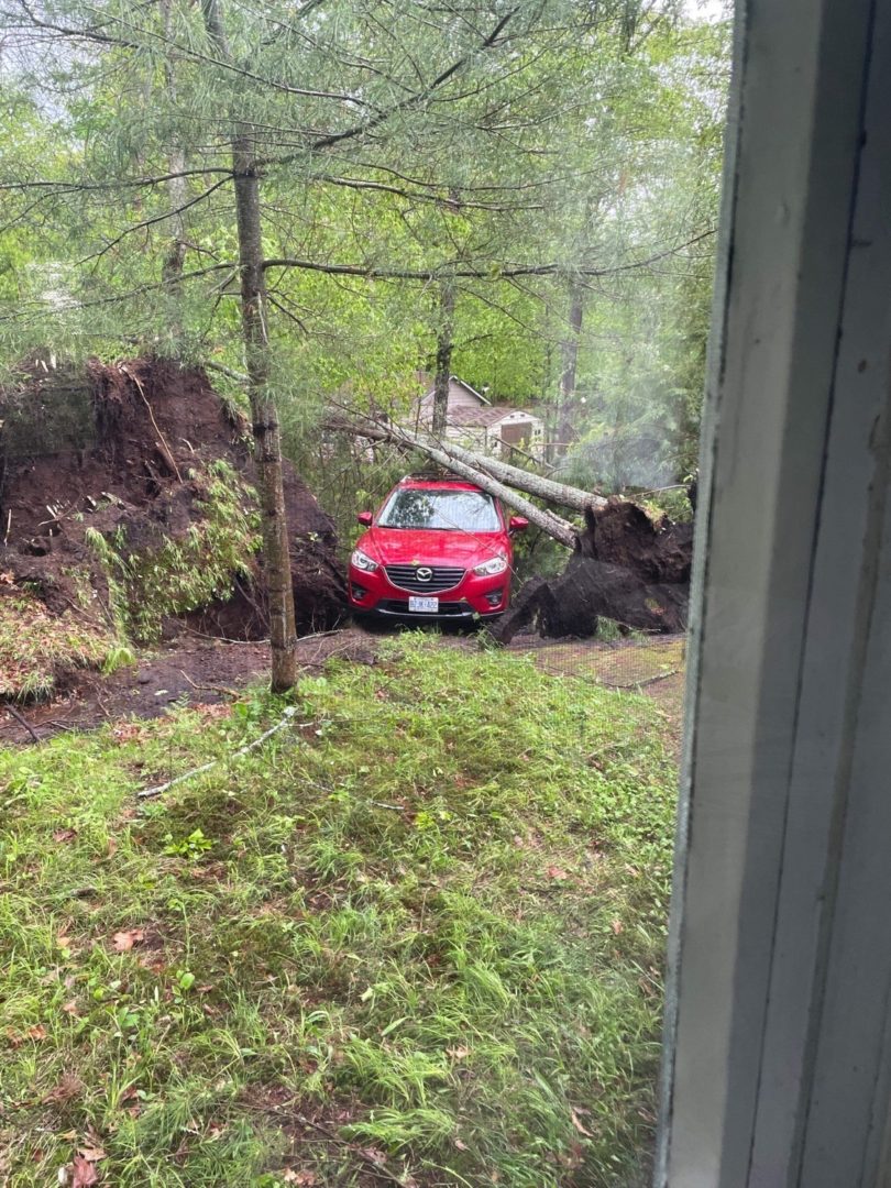 A red car lays under two small trees that have been uprooted.