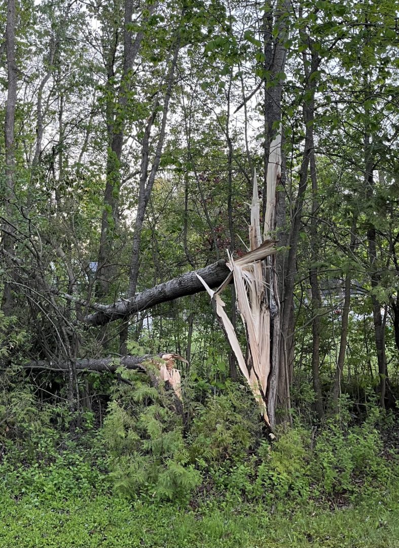 A tree splintered in half with one side hanging towards the ground.