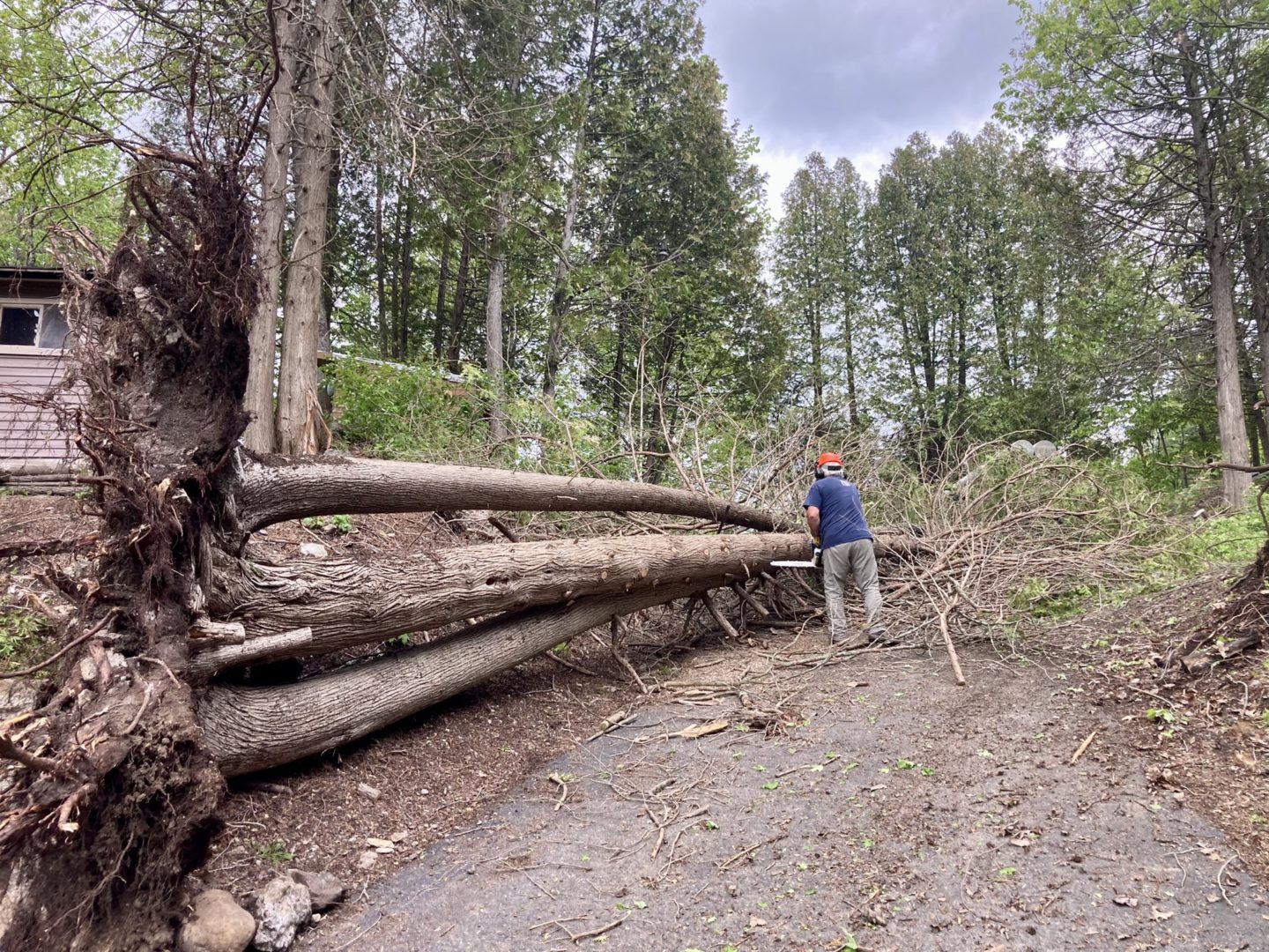 A cluster of three tall trees uprooted and laying flat on the ground in front of a narrow dirt road.