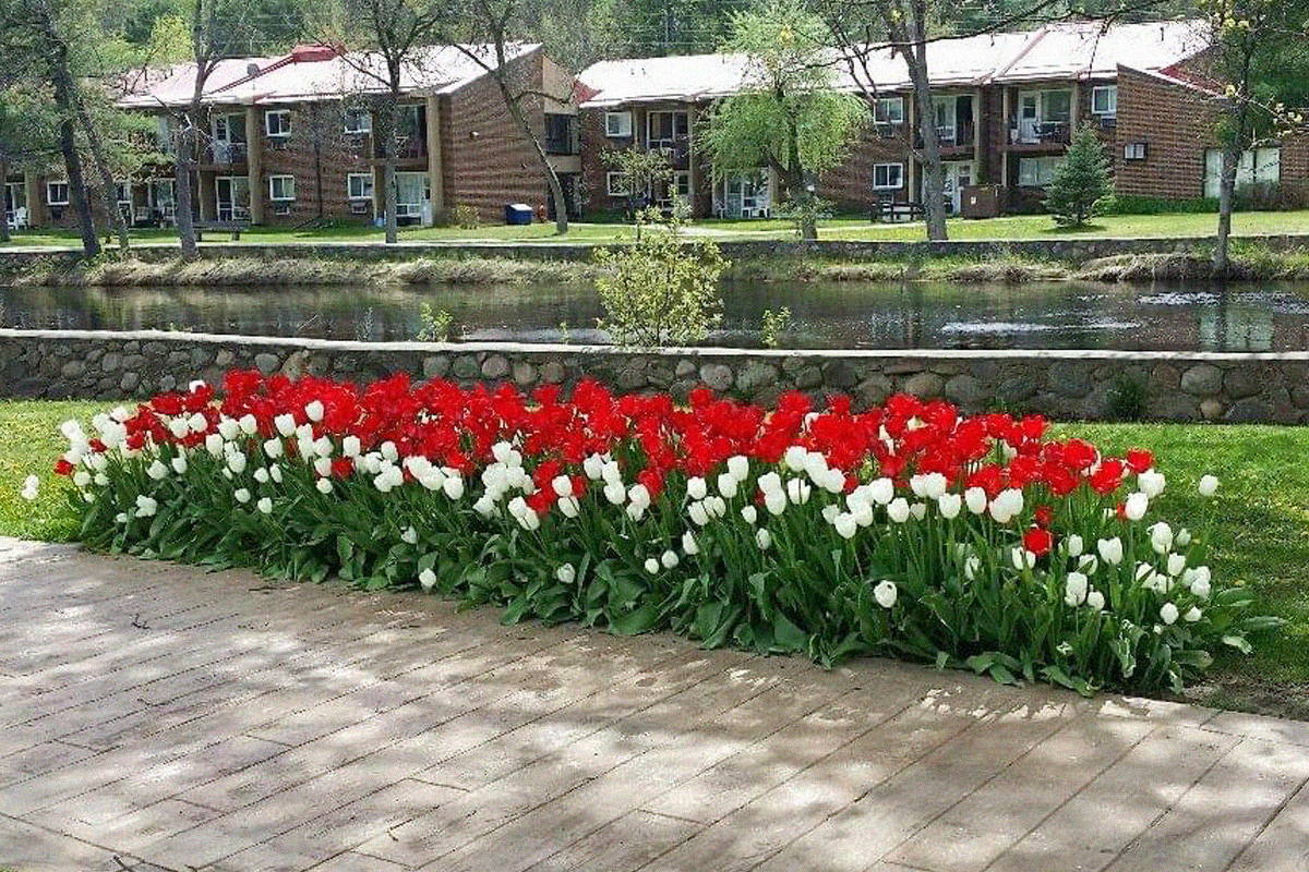 red and white tulips growing at the dutch-canadian friendship garden in bancroft, ont. tulip festival