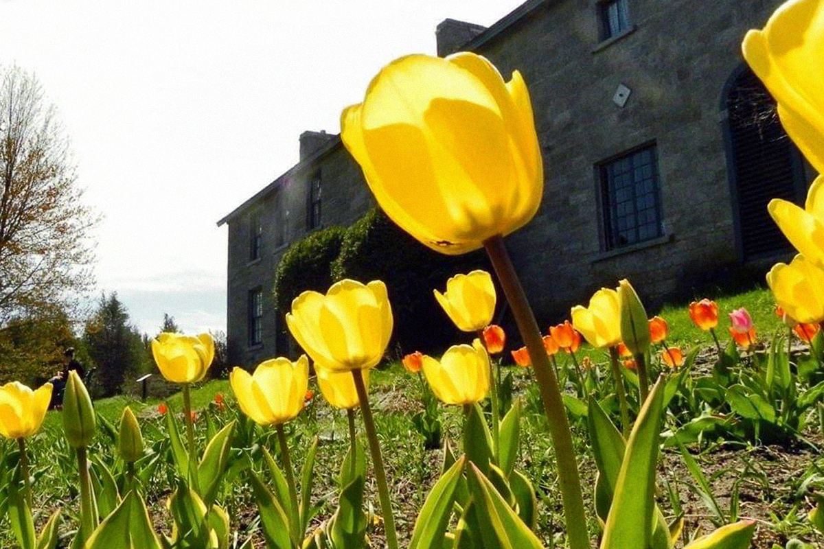 Yellow tulips blooming outside Pinhey's Point Historic Site, tulip festival