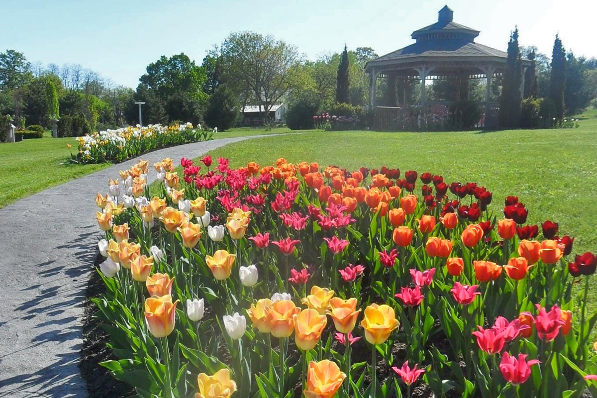 multi-coloured tulips blooming in the Quinte botanical garden, tulip festival