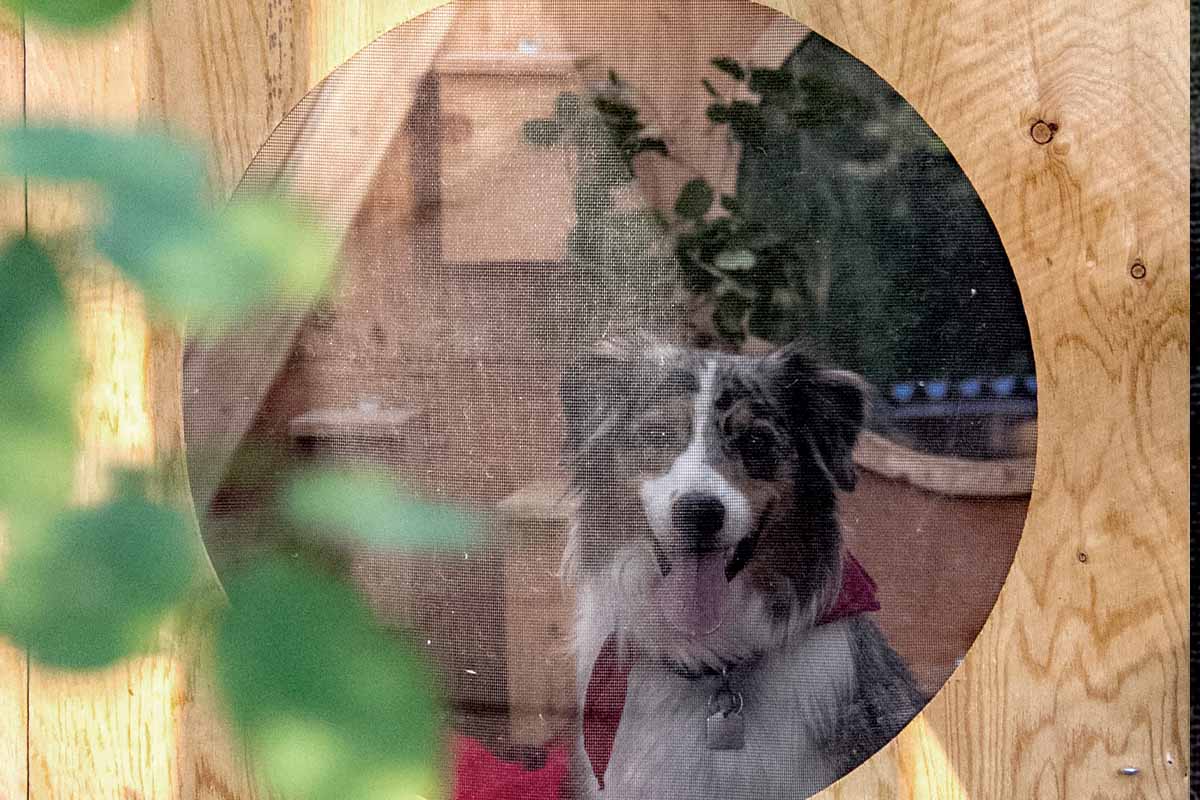 you can see a dog through a circular screened window