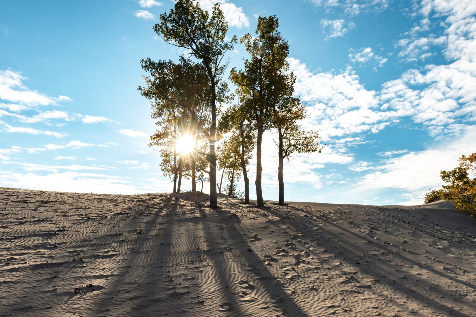 The sun shines through tall trees on a sandy beach.