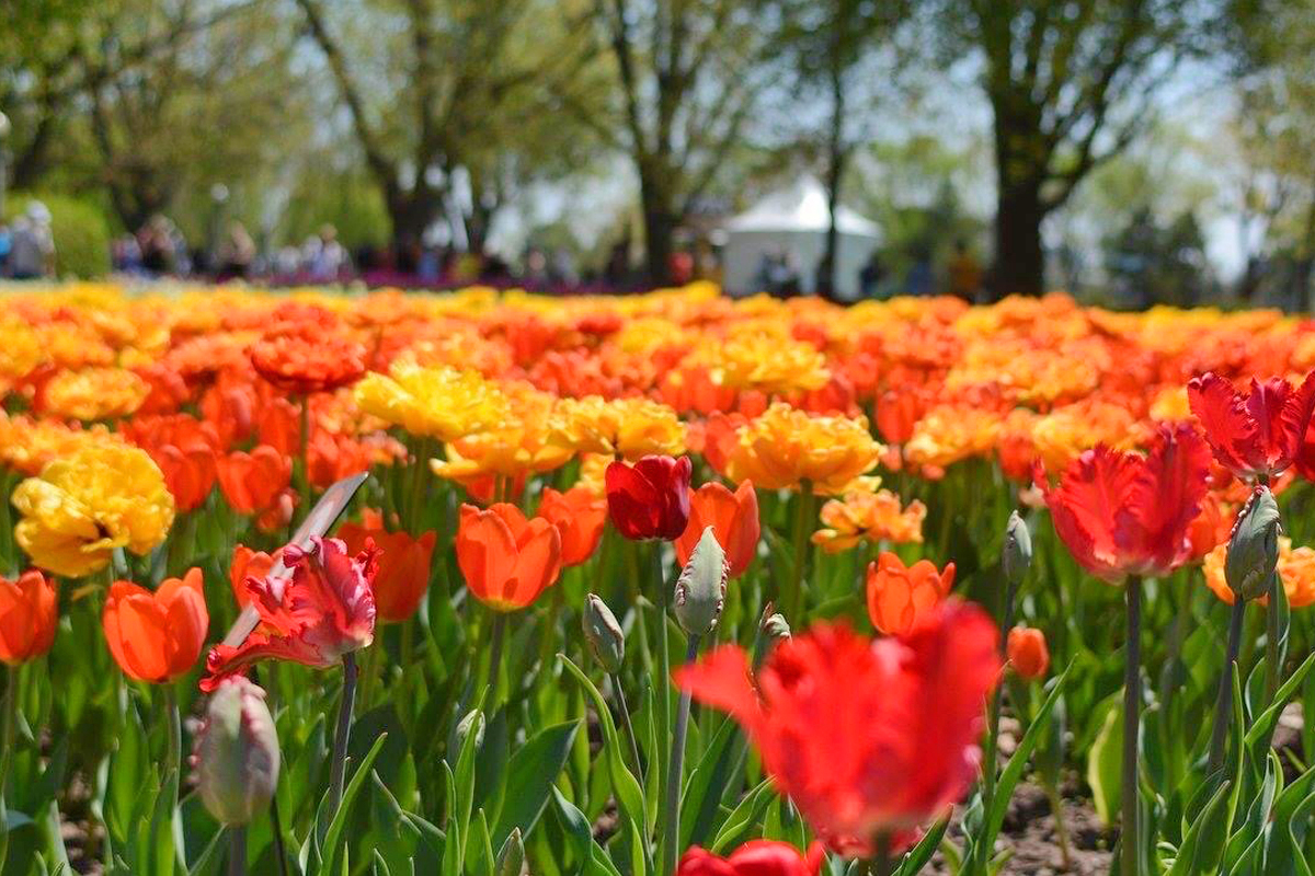 tulips blooming in Merrickville, Ont.