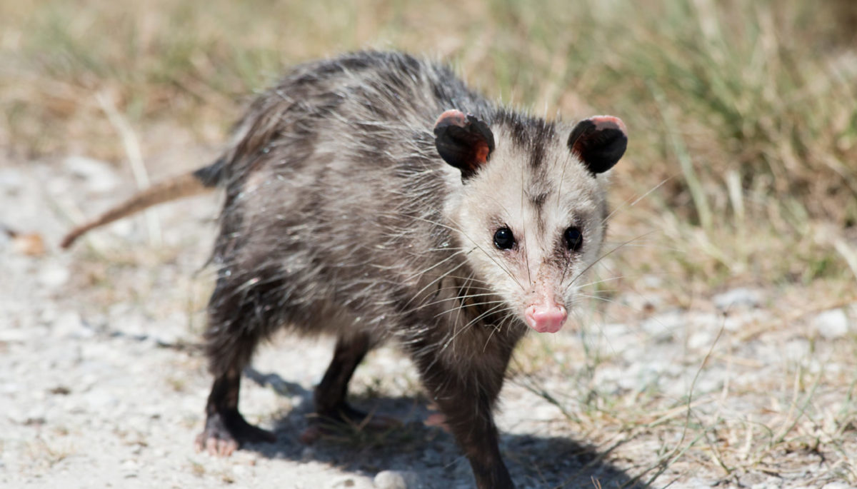 An opossum walking on a dirt road.