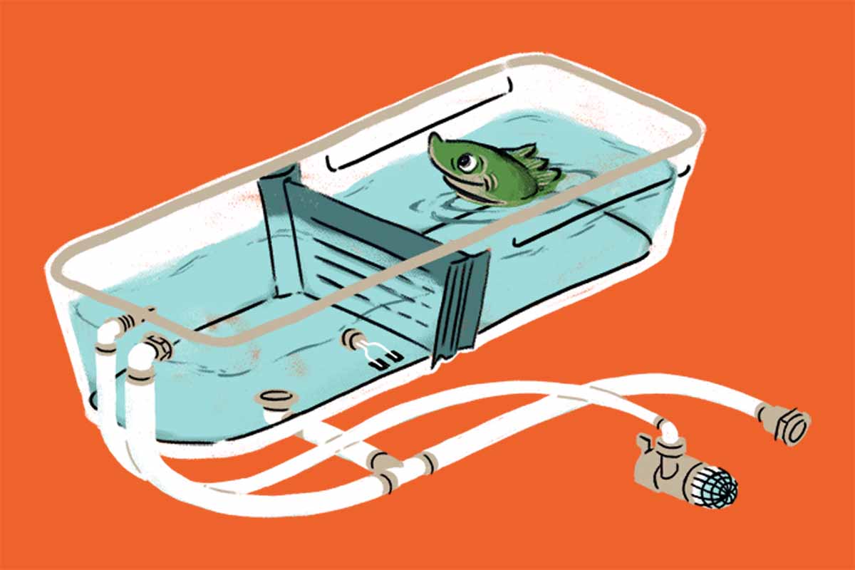 Cartoon illustration of fish in a live well