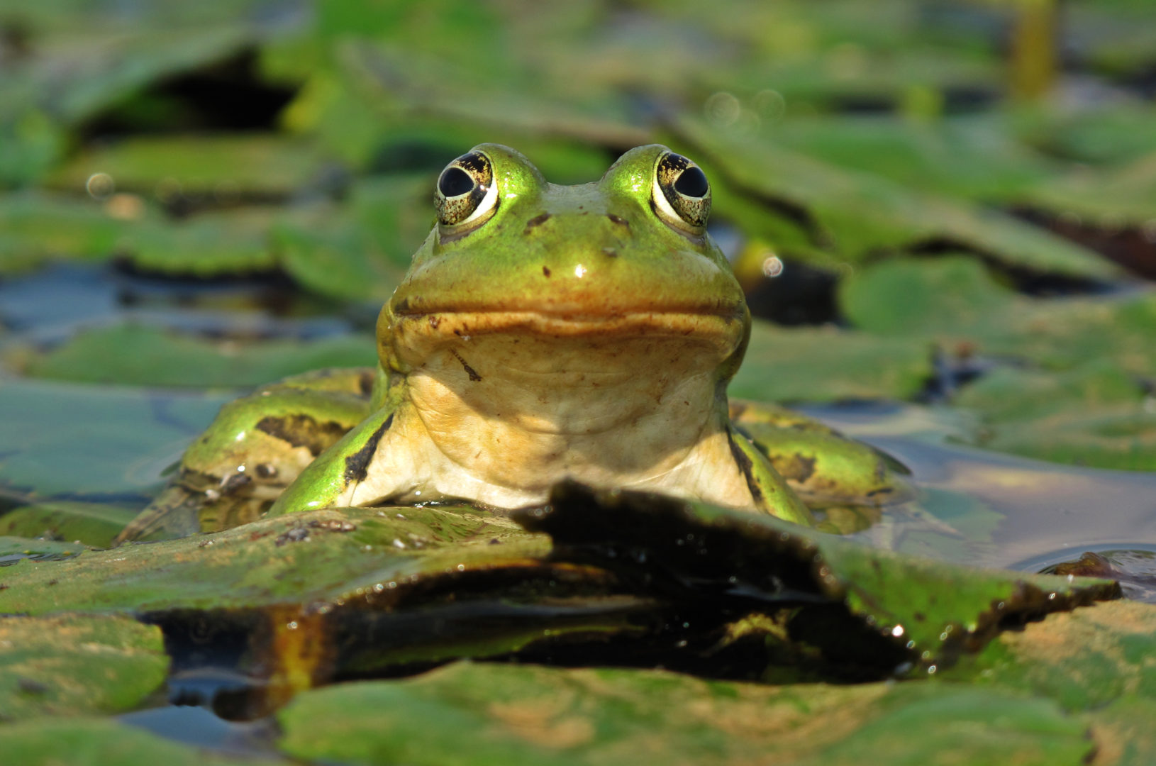 A green frog sitting in a pond and looking into the camera.