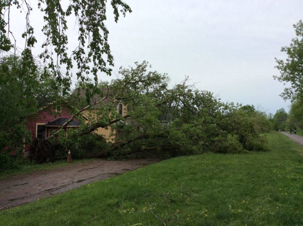 fallen tree on driveway
