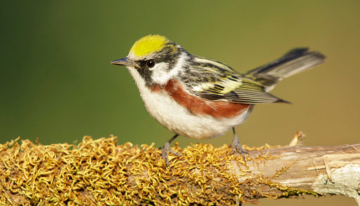An adult male chestnut-sided warbler in spring