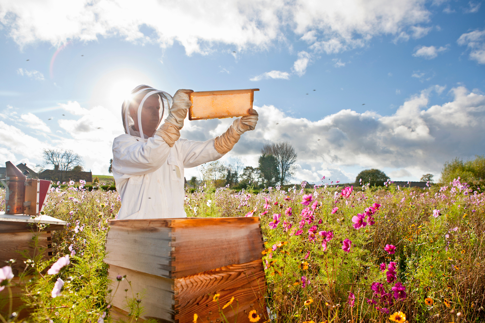 Wide shot of a beekeeper holding the beehive frame filled with honey against the sunlight in the field full of flowers