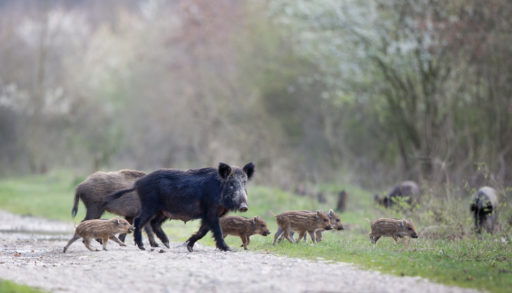 Wild Pigs
