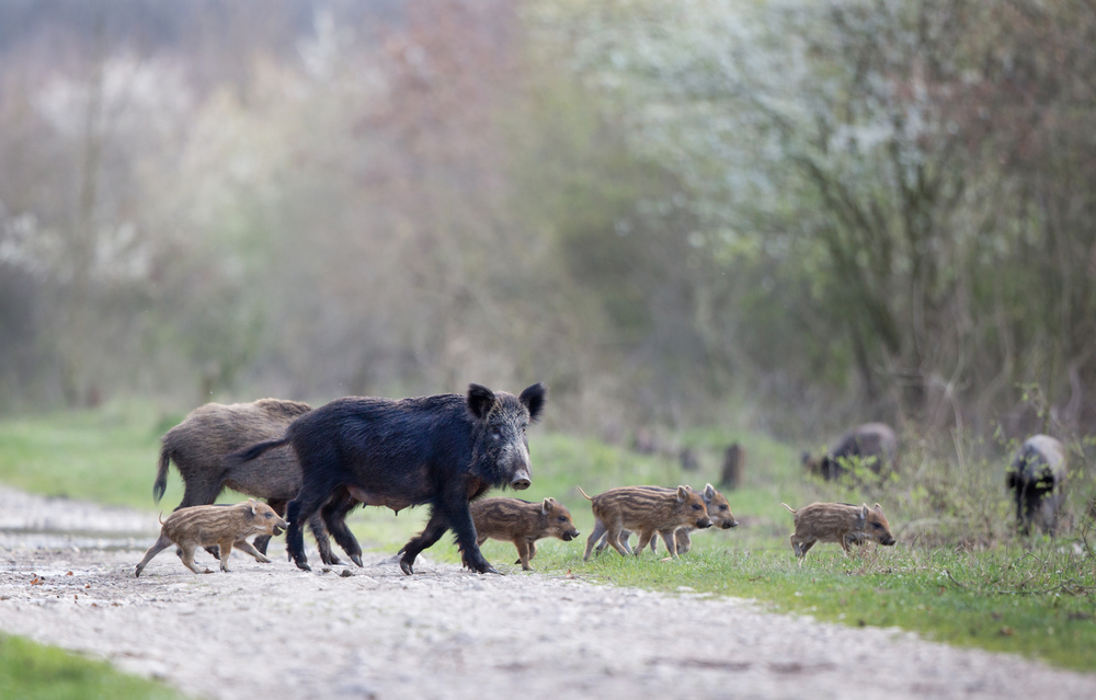 Wild Pigs