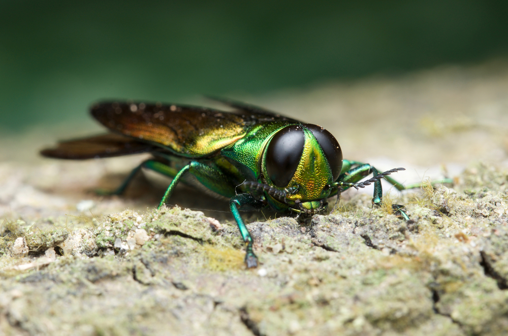 Closeup of an emerald ash borer