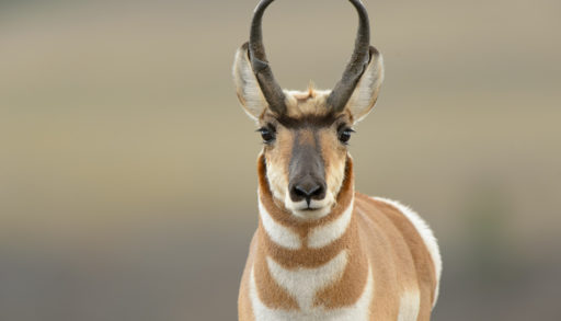 A pronghorn antelope facing the camera
