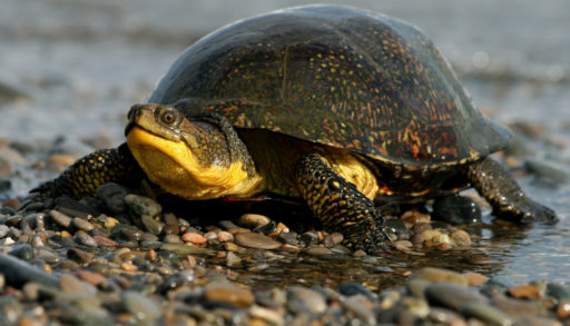 A female Blanding's turtle crawling out from the water