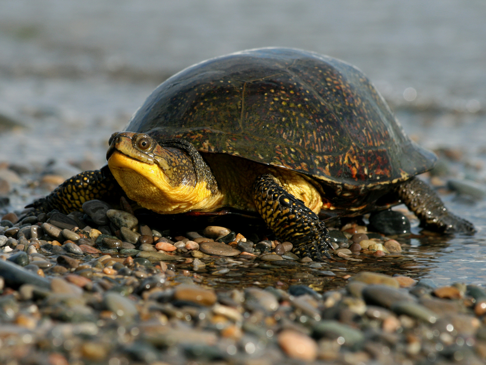 A female Blanding's turtle crawling out from the water