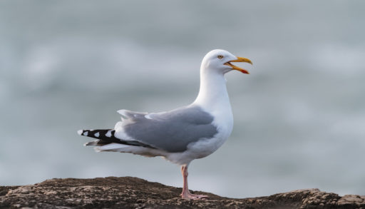 An adult seagull perched on a rock
