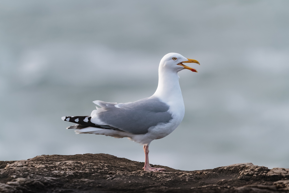 An adult seagull perched on a rock