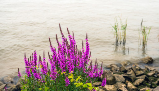 Flowering purple loosestrife near the shore