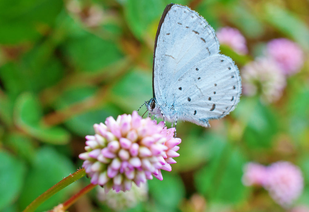 A spring azure butterfly on a purple blossom